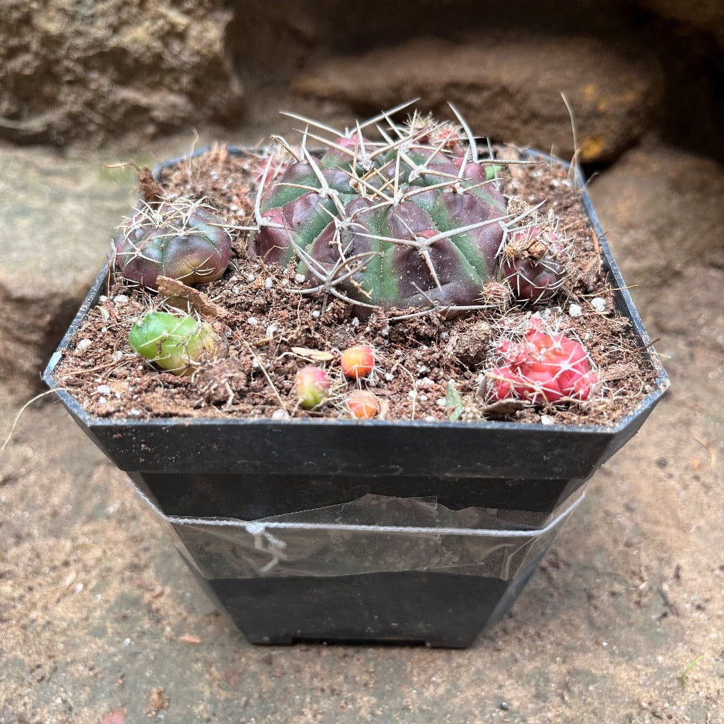 Matucana Polzii Cactus Plant - myBageecha