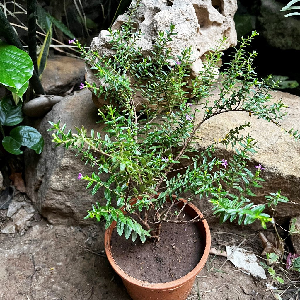 Mexican False Heather Purple Plant - myBageecha
