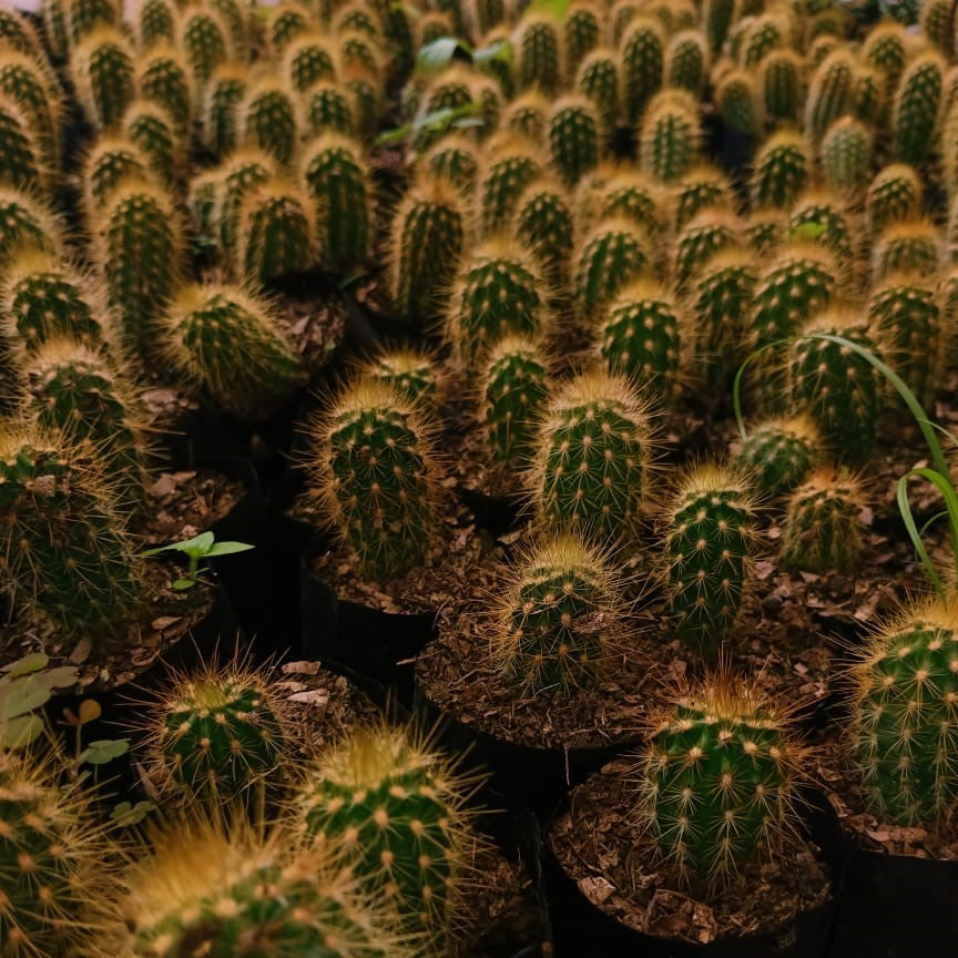 Micranthocereus auriazureus Cactus_myBageecha