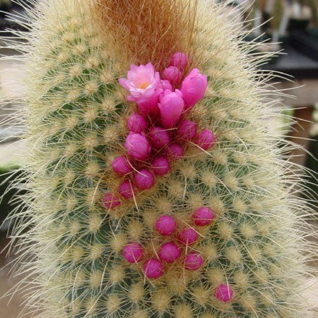 Micranthocereus auriazureus Cactus_myBageecha