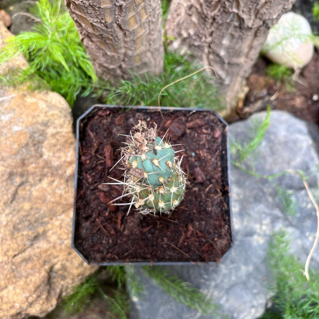 Miqueliopuntia miquelii Cactus Plant-myBageecha