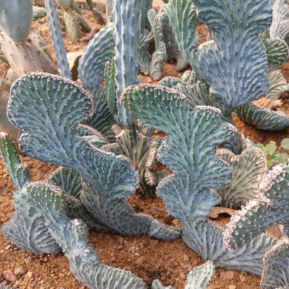 Cluster of Monvillea Spegazzini Cristata Cactus Plant-myBageecha