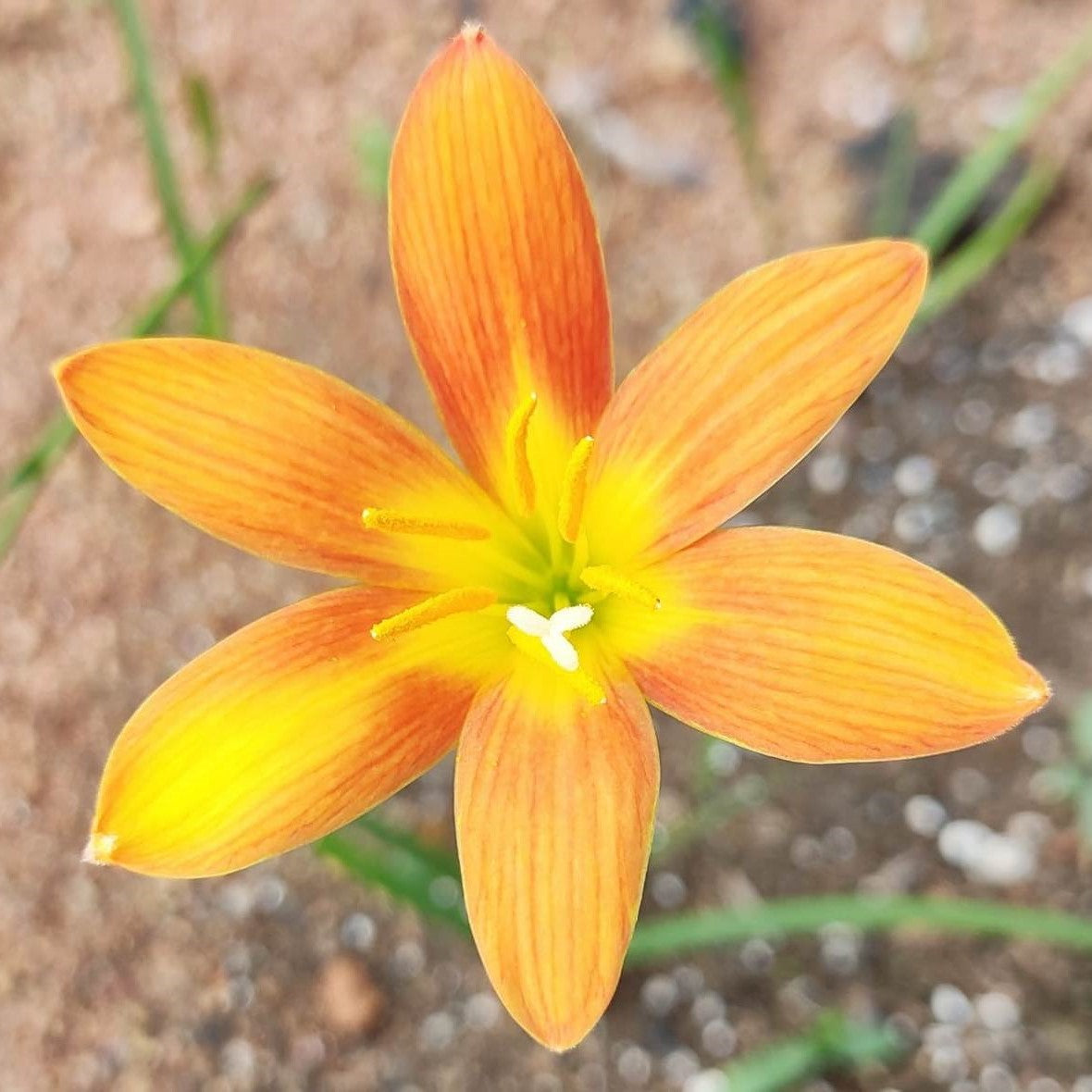 Rain Lily 'Moonstone' (Bulbs)