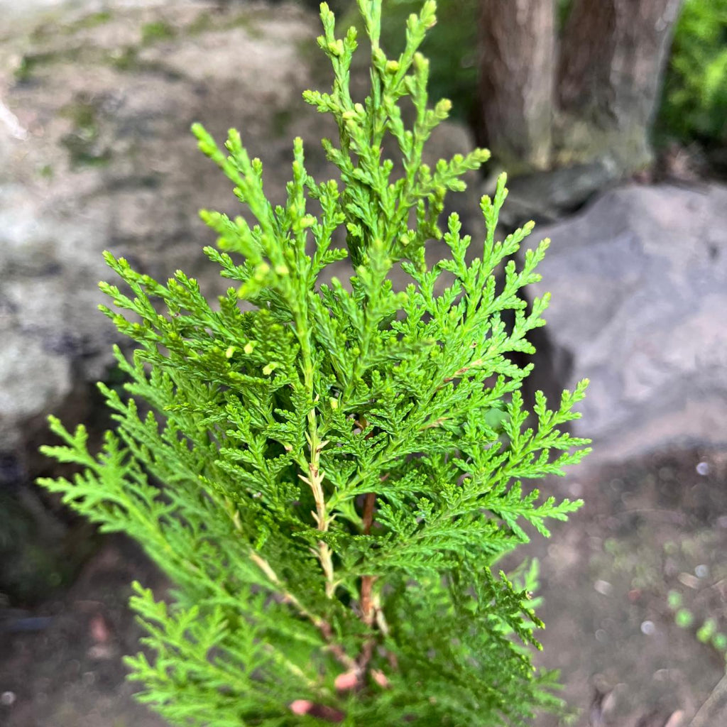 Morepankhi - Oriental Thuja Plant-myBageecha