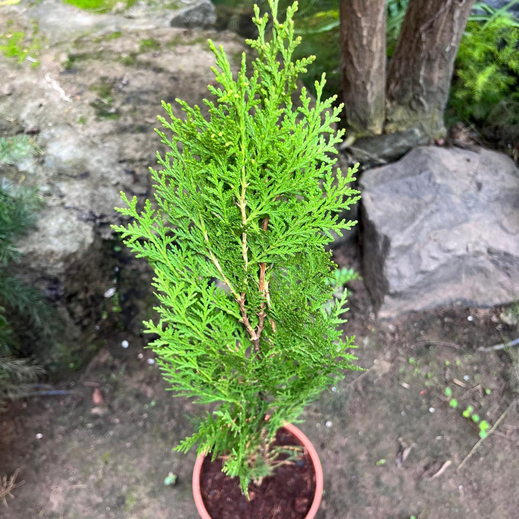 Morepankhi Thuja Ornamental Hedge Plant