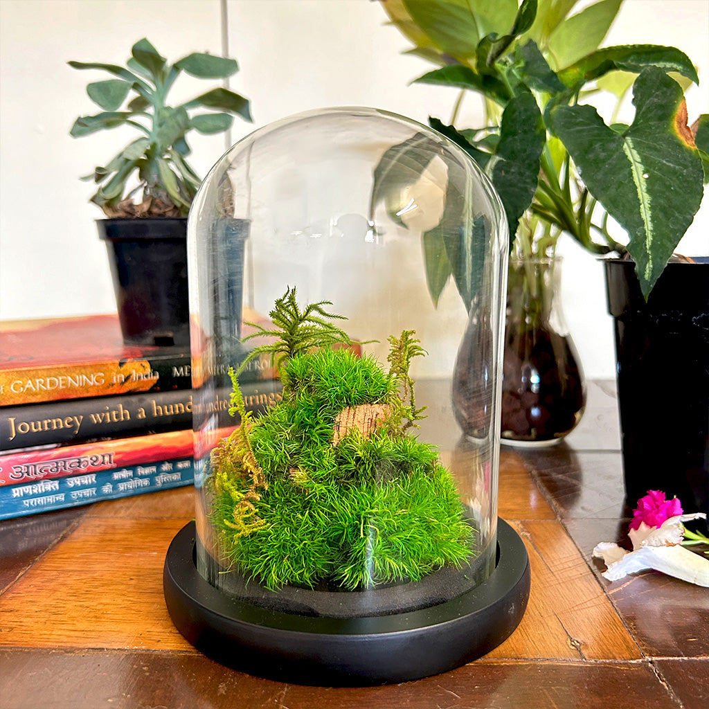 Mossy Mountain Preserved Flower Tabletop Gift Box by myBageecha – earthy preserved décor set.