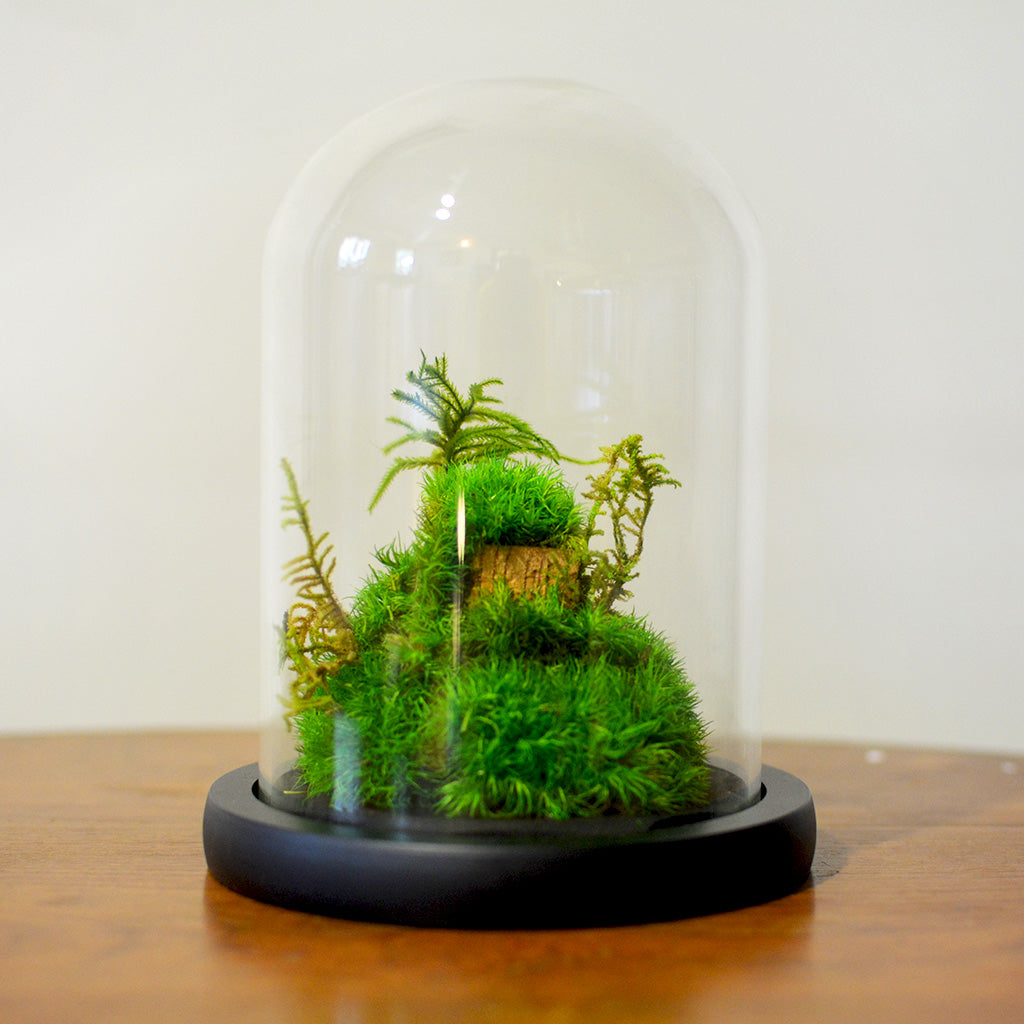 Mossy Mountain Preserved Flower Tabletop placed on table – natural, grounded décor accent.