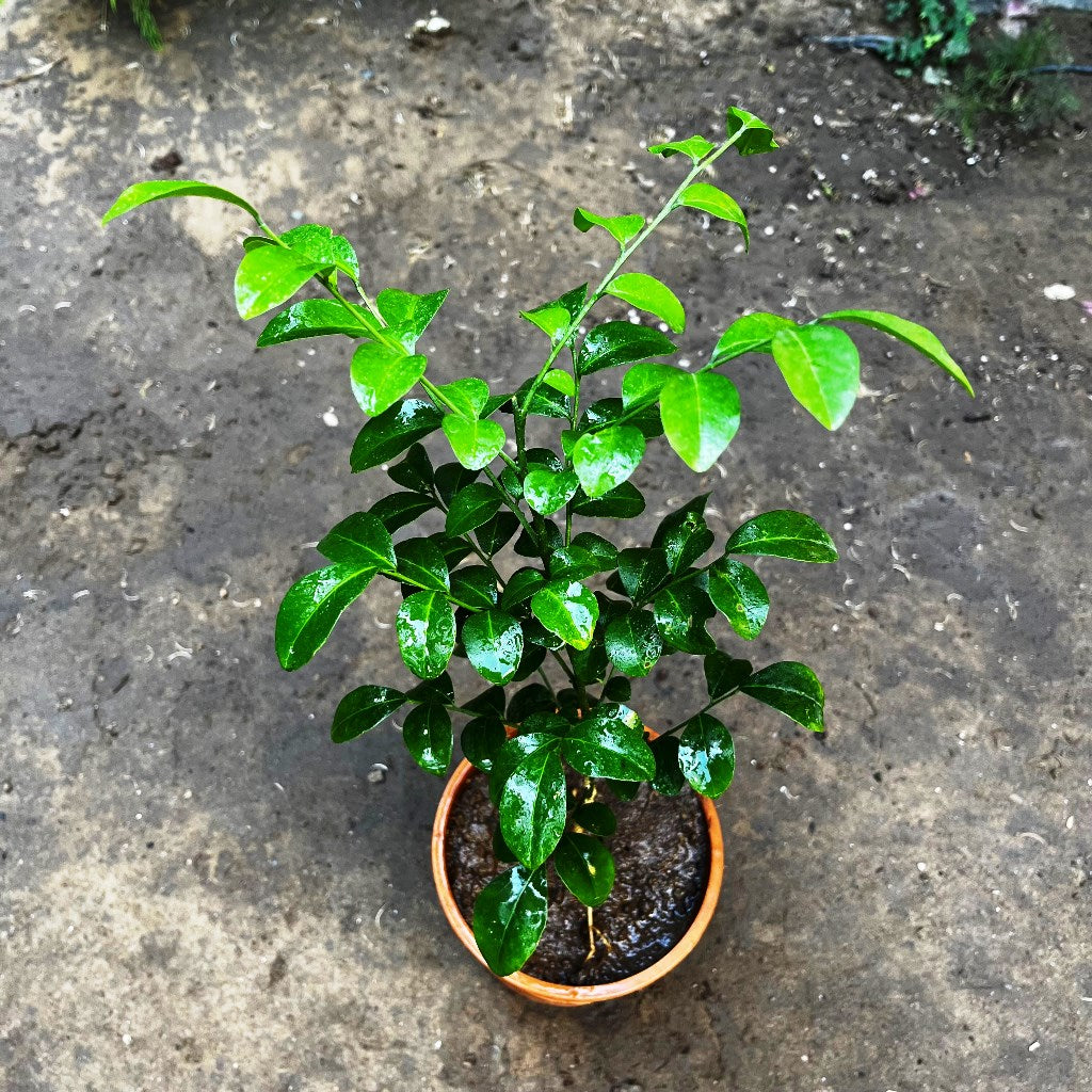 Kamini Murraya Paniculata Plant - myBageecha