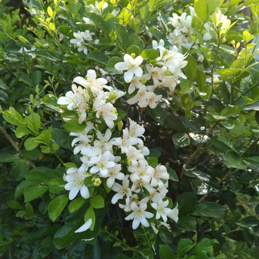 Kamini Murraya Paniculata Plant - myBageecha