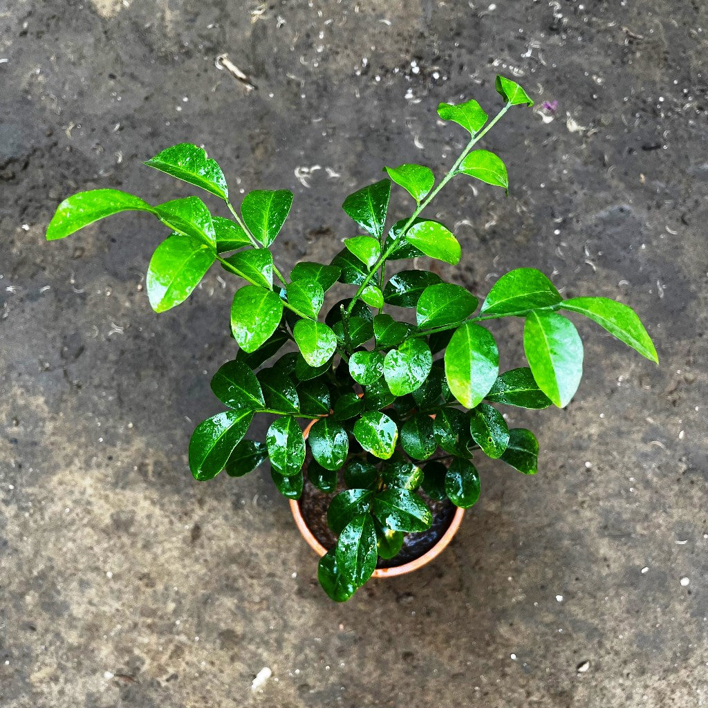 Kamini Murraya Paniculata Plant - myBageecha