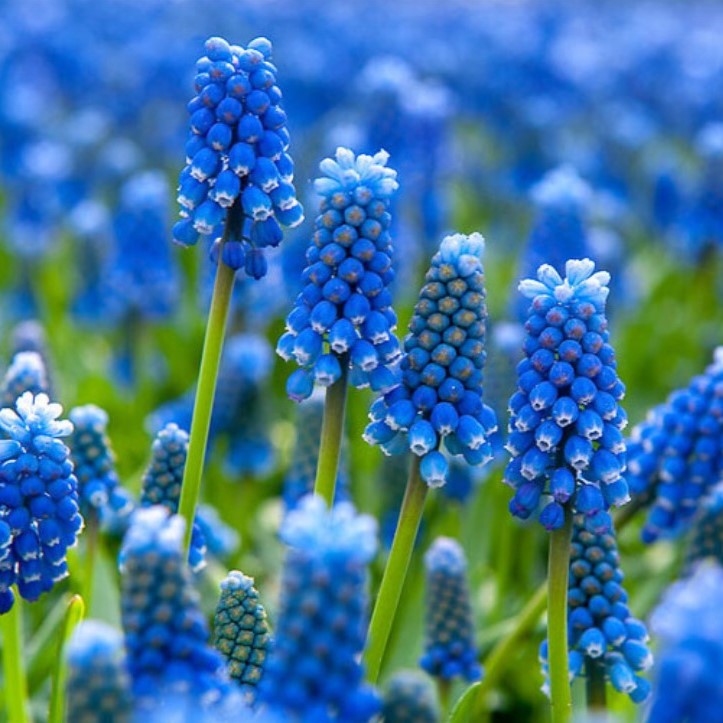Muscari armeniacum Bulbs – Classic Blue Grape Hyacinth