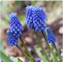 Cluster of Muscari armeniacum blue Grape Hyacinth blooms in spring garden