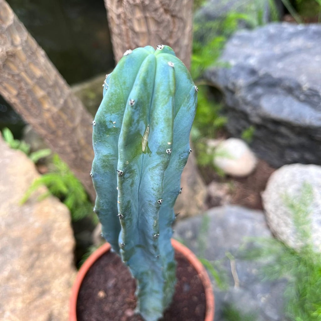 Myrtillocactus geometrizans Cactus Plant-myBageecha