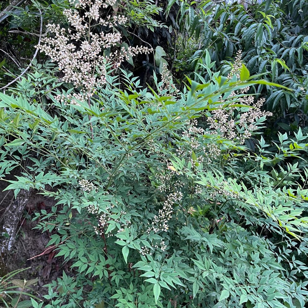 Nandina domestica bamboo plant-myBageecha
