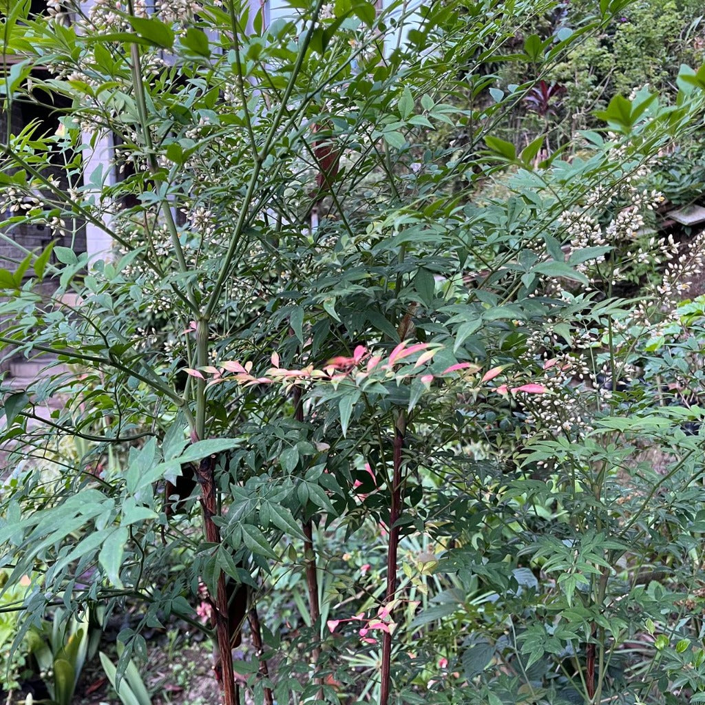 Nandina domestica bamboo plant-myBageecha