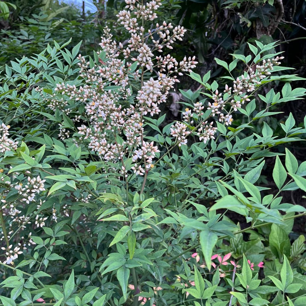 Nandina domestica bamboo plant-myBageecha
