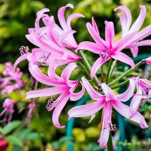 Nerine Bowdenii Pink Triumph-myBageecha