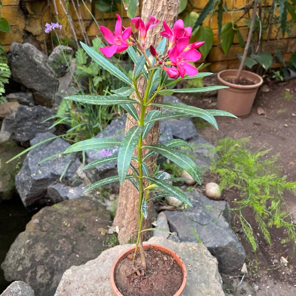 Nerium oleander 'Claudia' -myBageecha