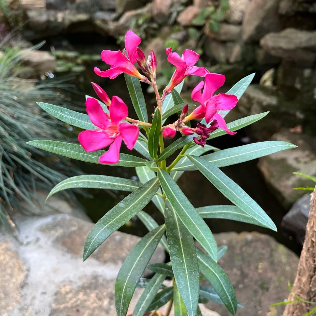 Nerium oleander 'Claudia' -myBageecha