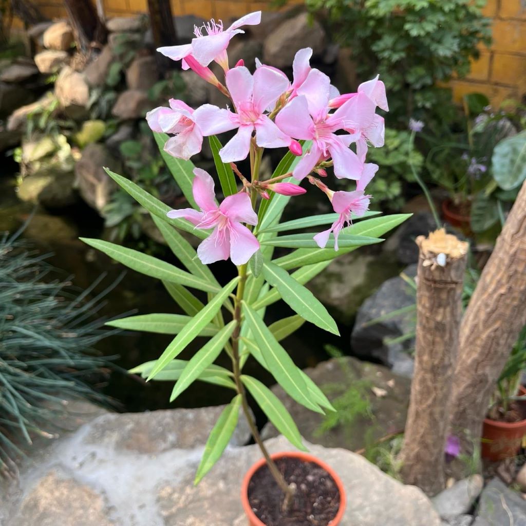 Nerium oleander 'Apple blossom'-myBageecha