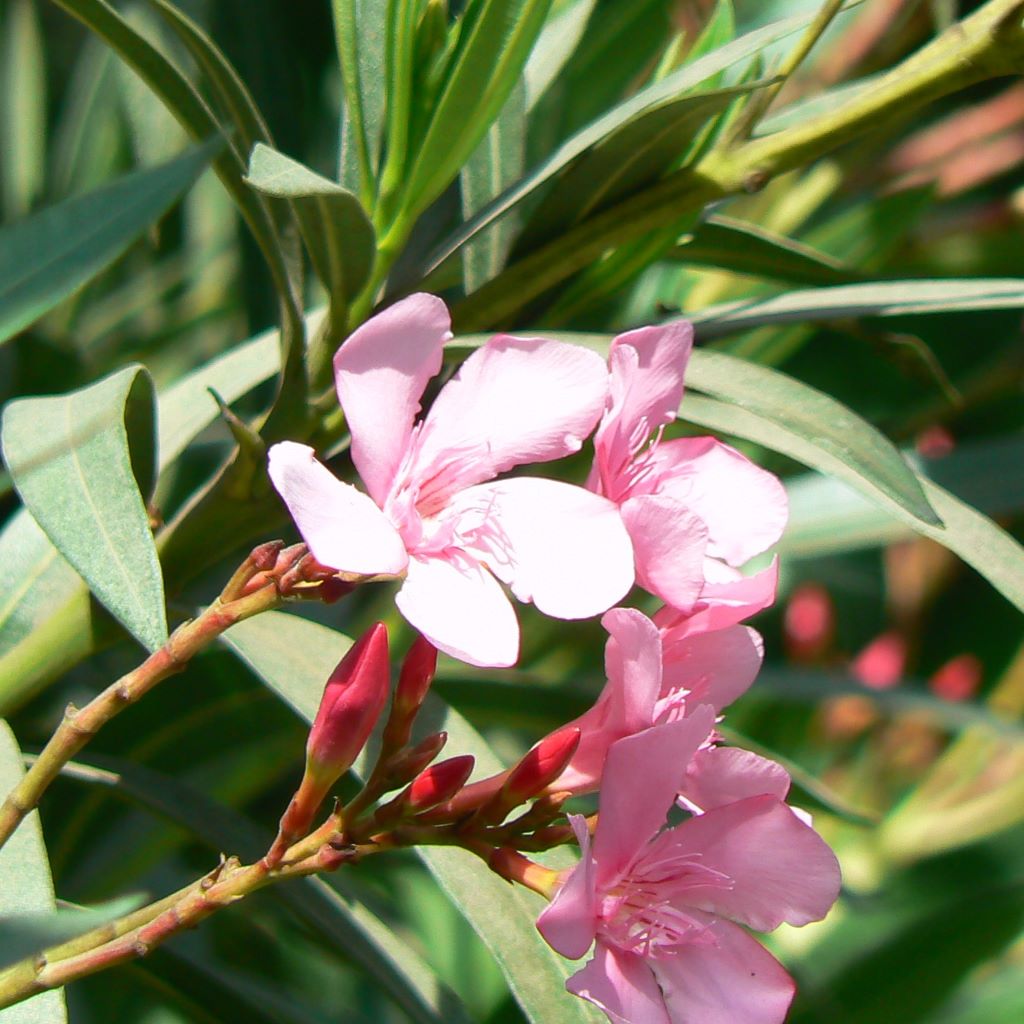 Nerium oleander 'Apple blossom'-myBageecha