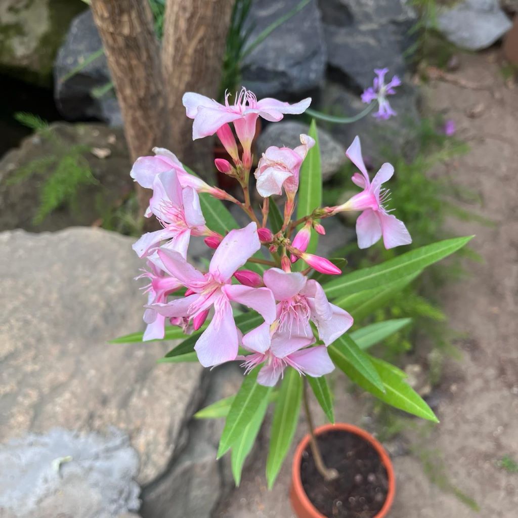 Nerium oleander 'Apple blossom'-myBageecha