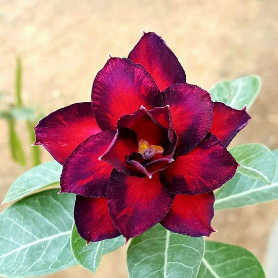 Nocturnal Ember adenium-myBageecha