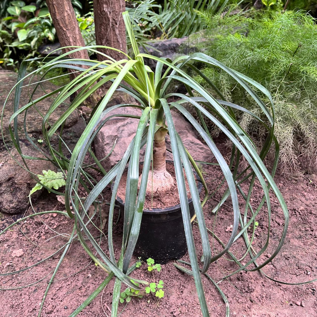 Nolina recurvata – Elephant's Foot Plant for Indoors