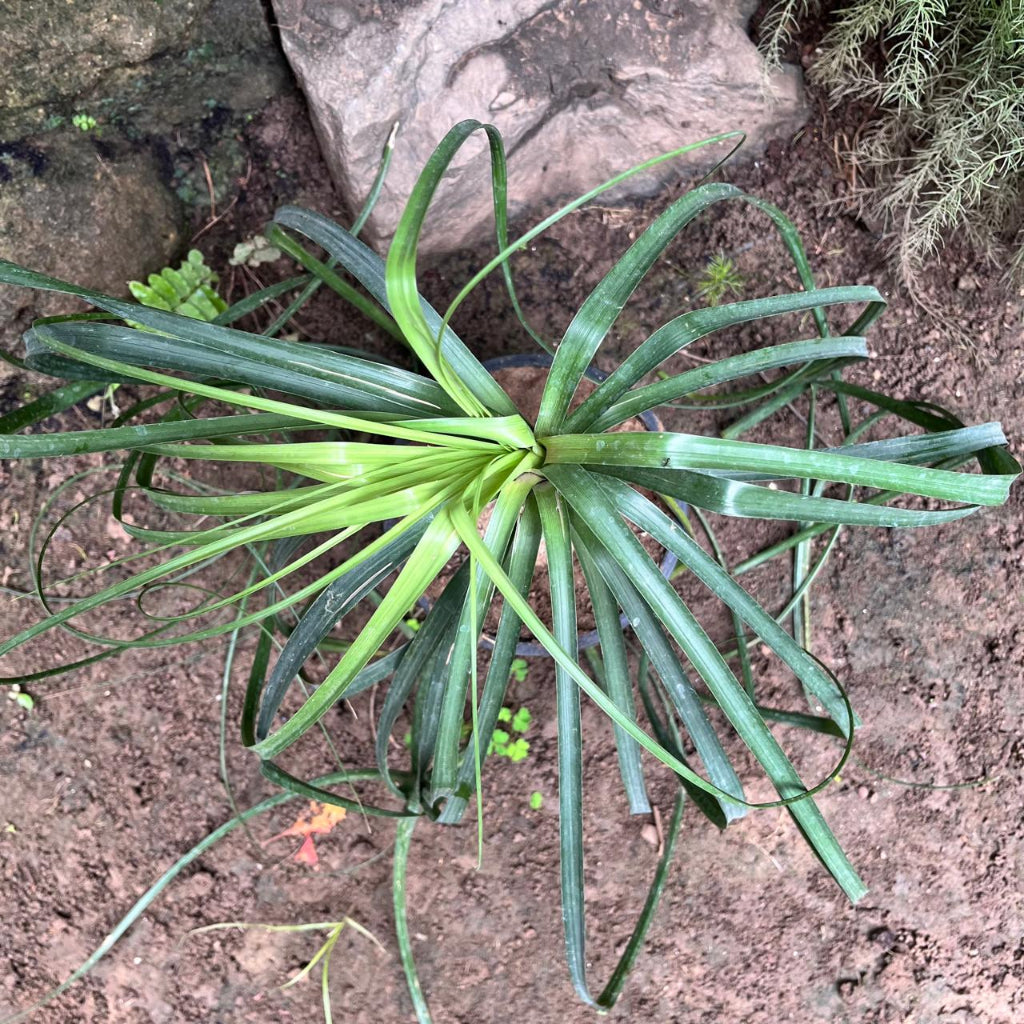 Nolina recurvata-myBageecha