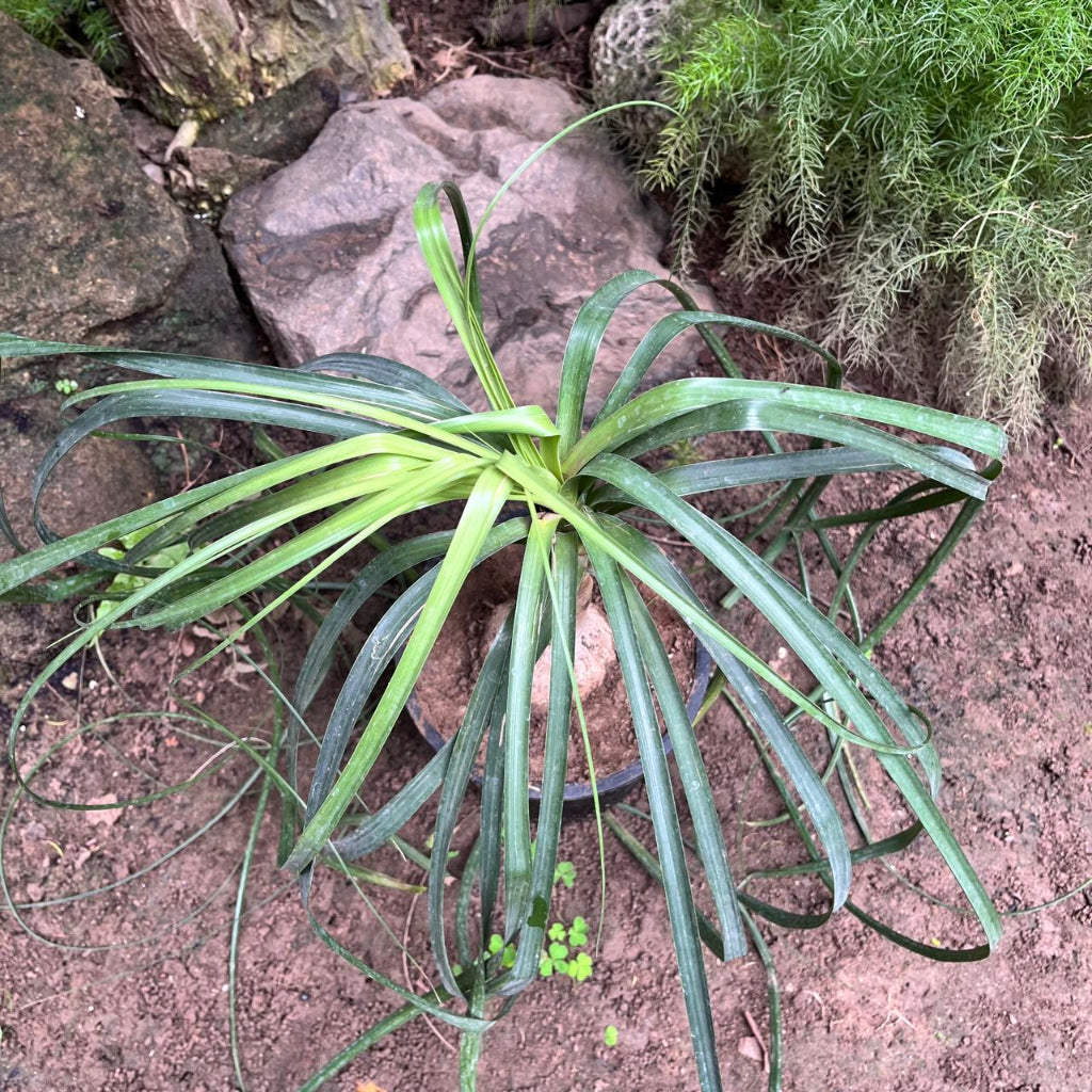 Nolina recurvata-myBageecha