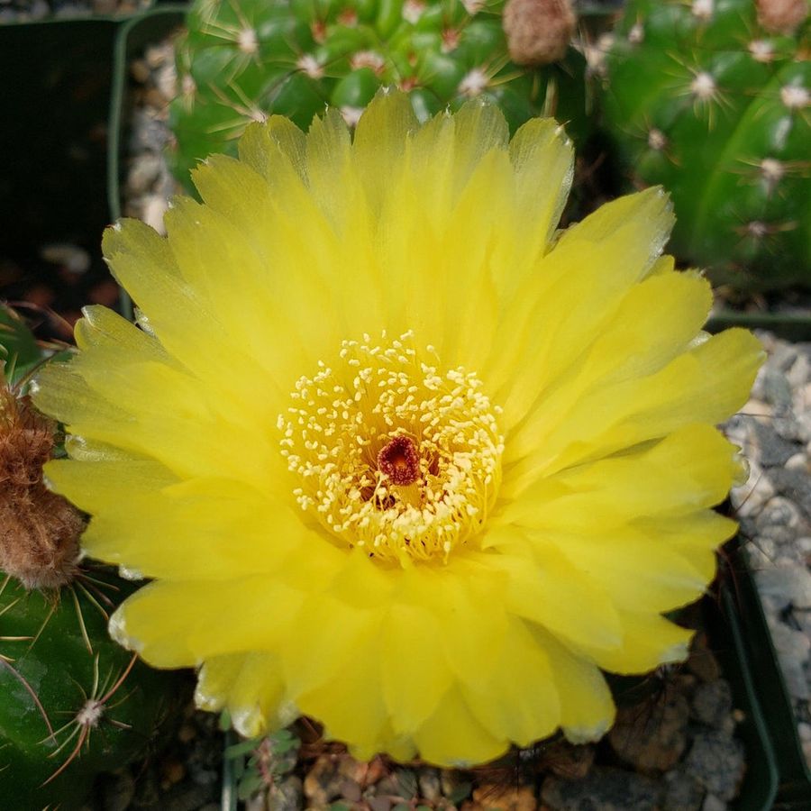 Notocactus Ottonis Ball Cactus Plant - myBageecha