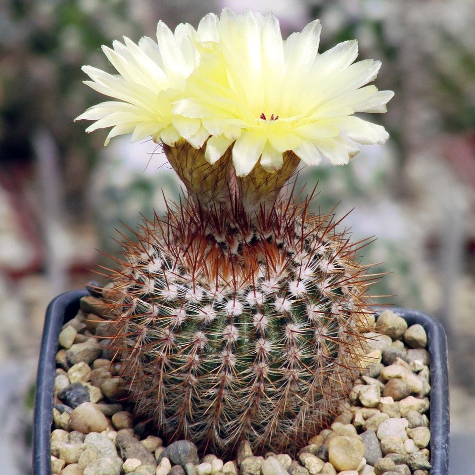 Notocactus Schlosseri Cactus Plant - myBageecha