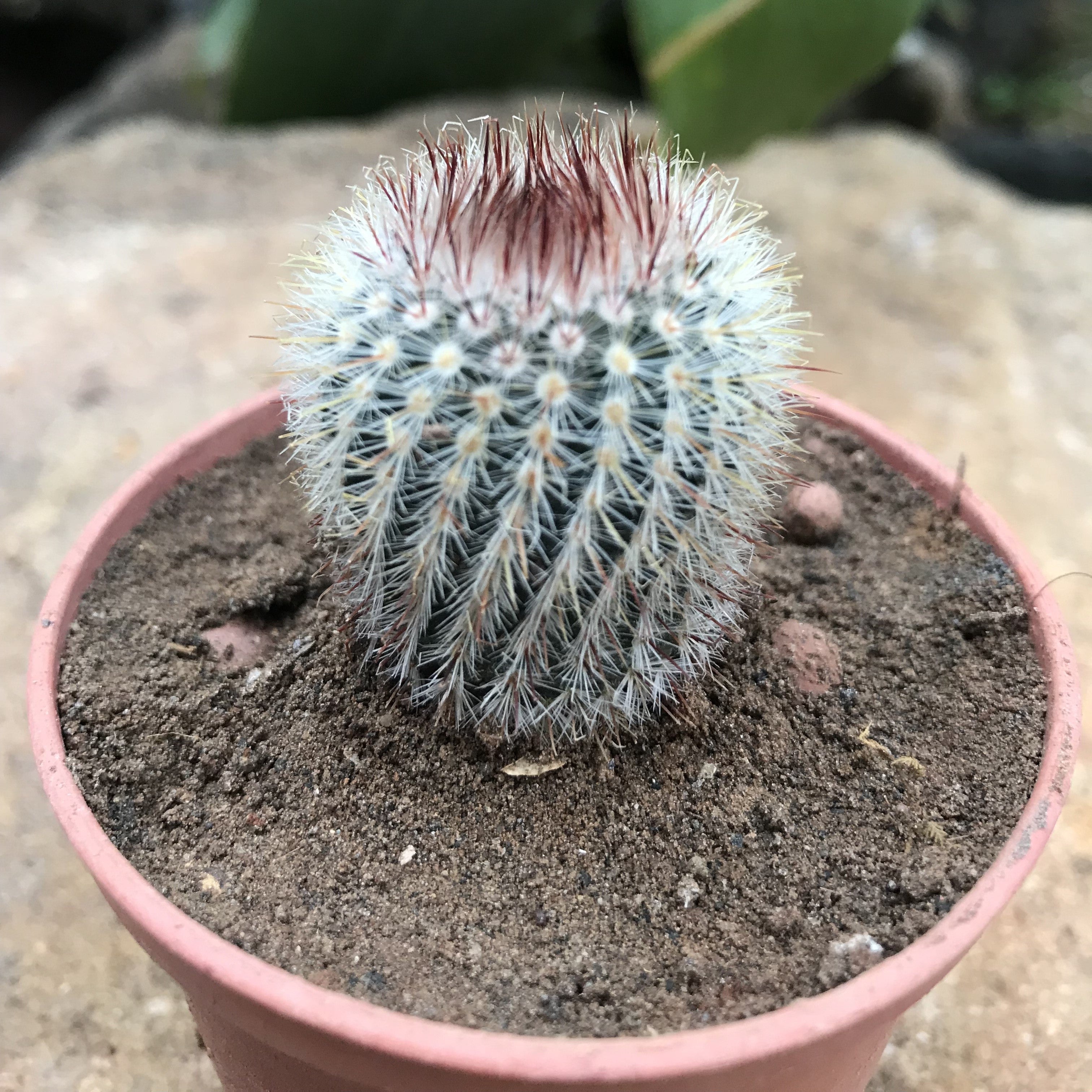 Notocactus scopa f. xicoi Silver Ball Cactus Plant - myBageecha