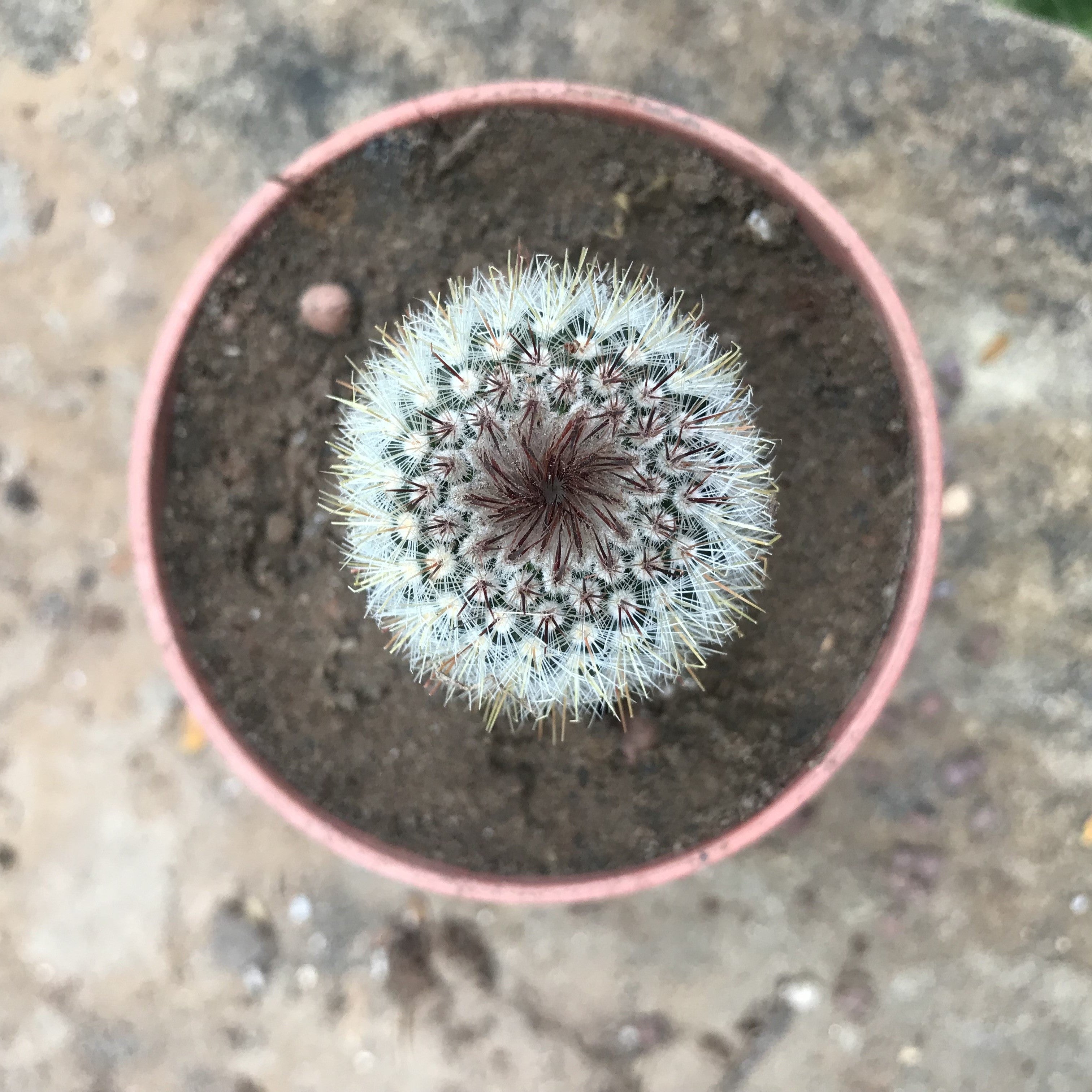 Notocactus scopa f. xicoi Silver Ball Cactus Plant - myBageecha