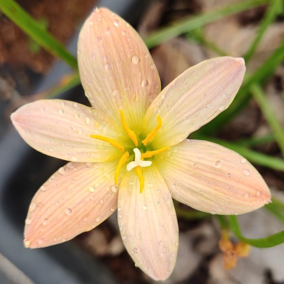 Rain Lily 'Ohras' - myBageecha