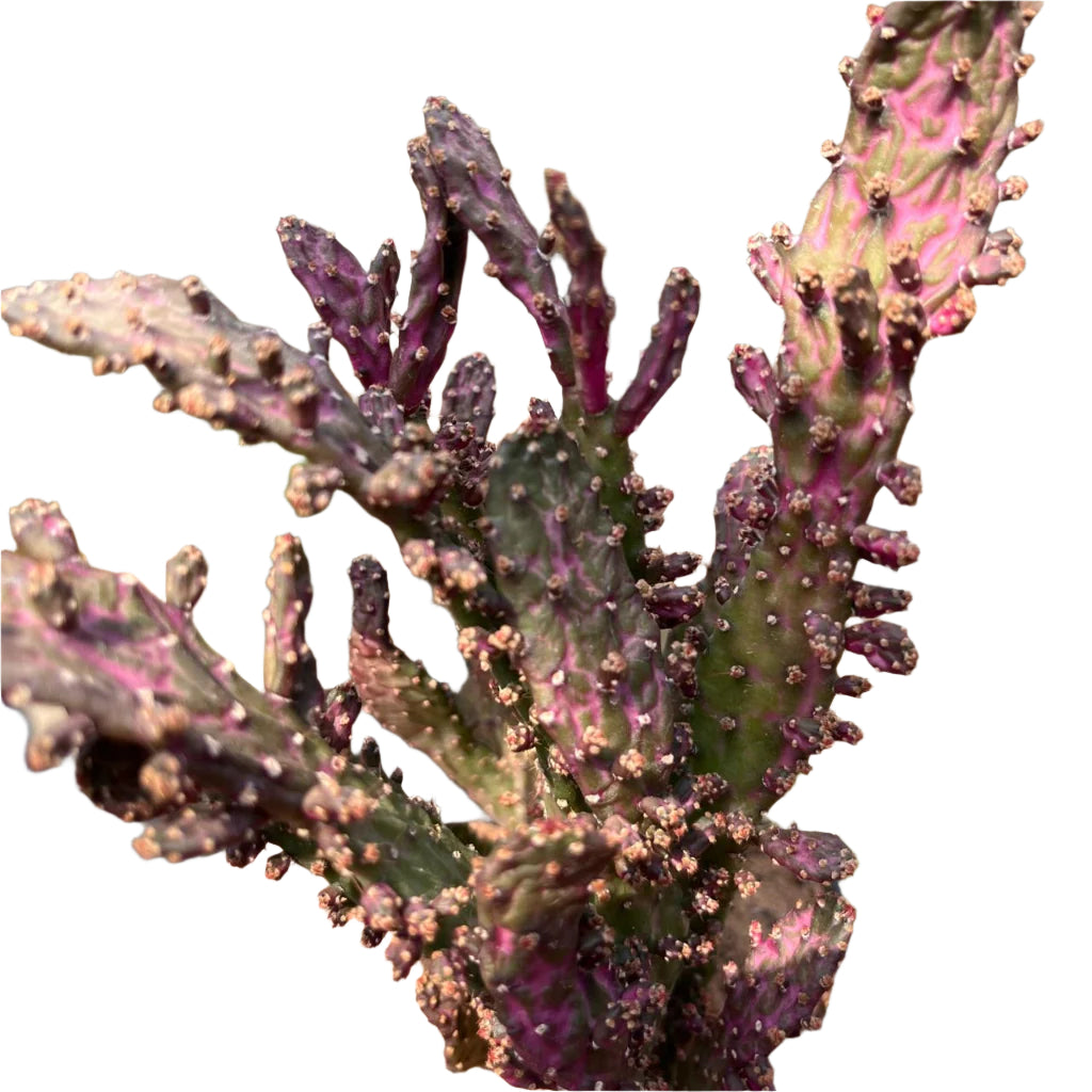 Opuntia Monacantha f. Monstruosa Variegata-myBageecha