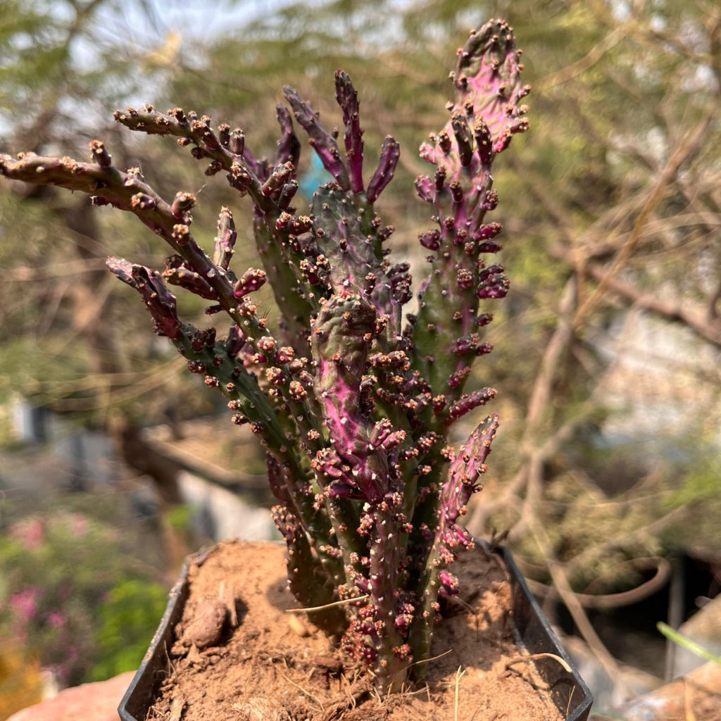 Opuntia Monacantha f. Monstruosa Variegata-myBageecha