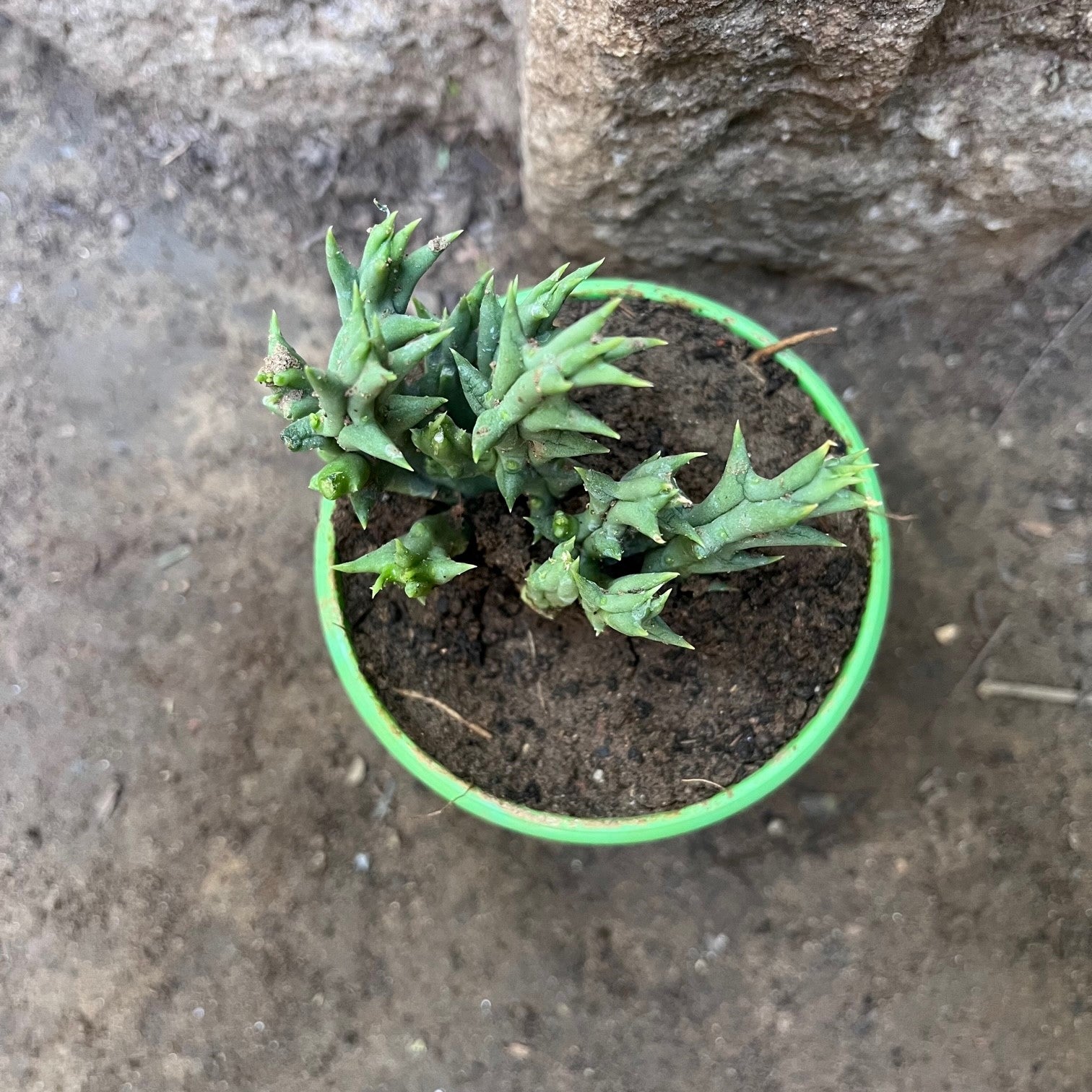 Orbea Semota var. lutea