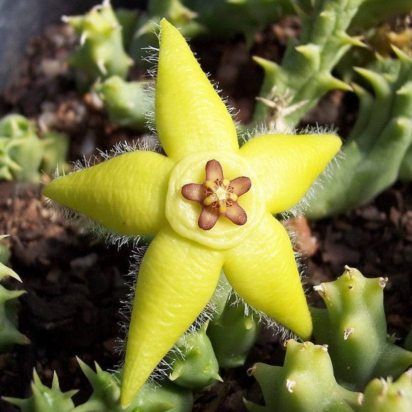 Orbea semota var.lutea