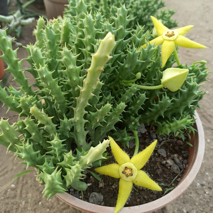 Orbea semota var.lutea