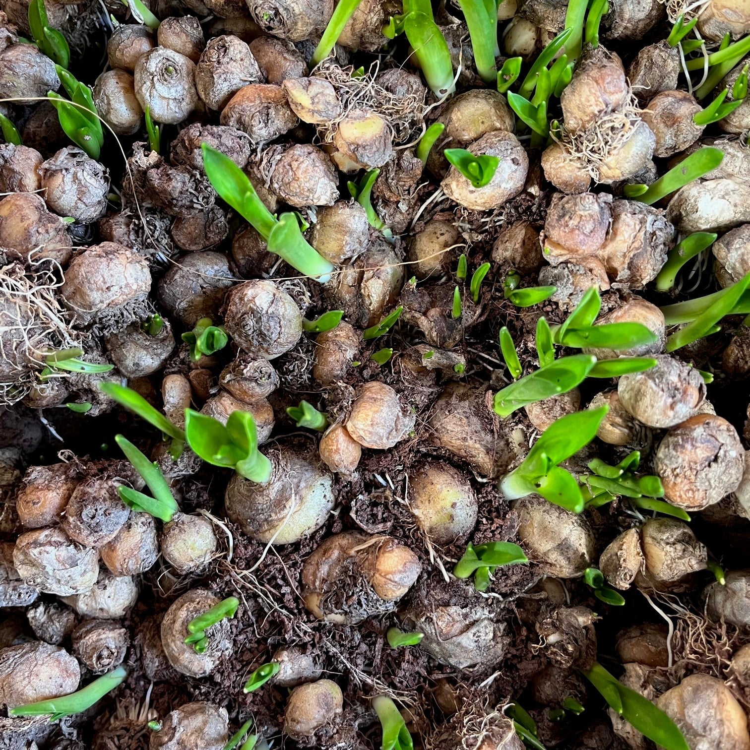 Ornithogalum Umbellatum-Star of Bethlehem (Bulbs)