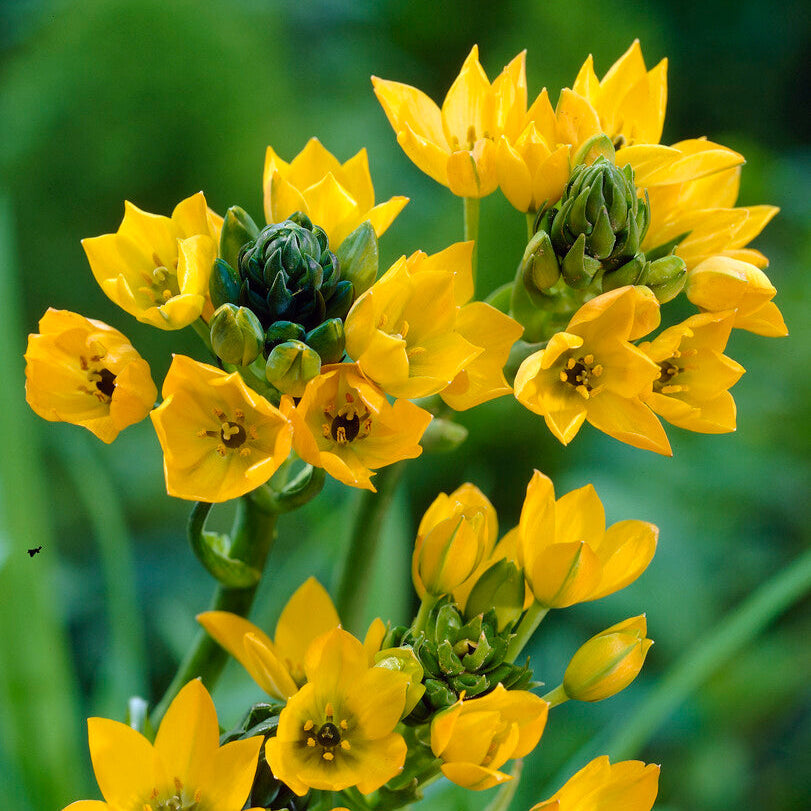 Ornithogalum Dubium 'Yellow Star'-myBageecha