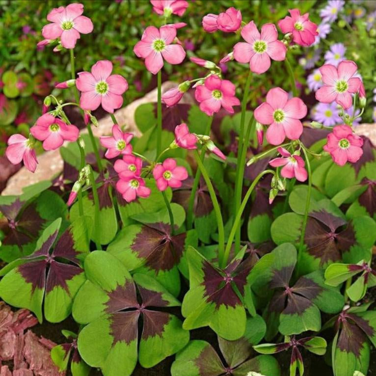 Oxalis 'Iron cross' (Bulbs)-myBageecha