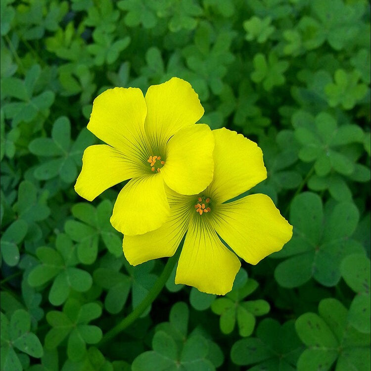 Oxalis Corniculata bulbs-myBageecha