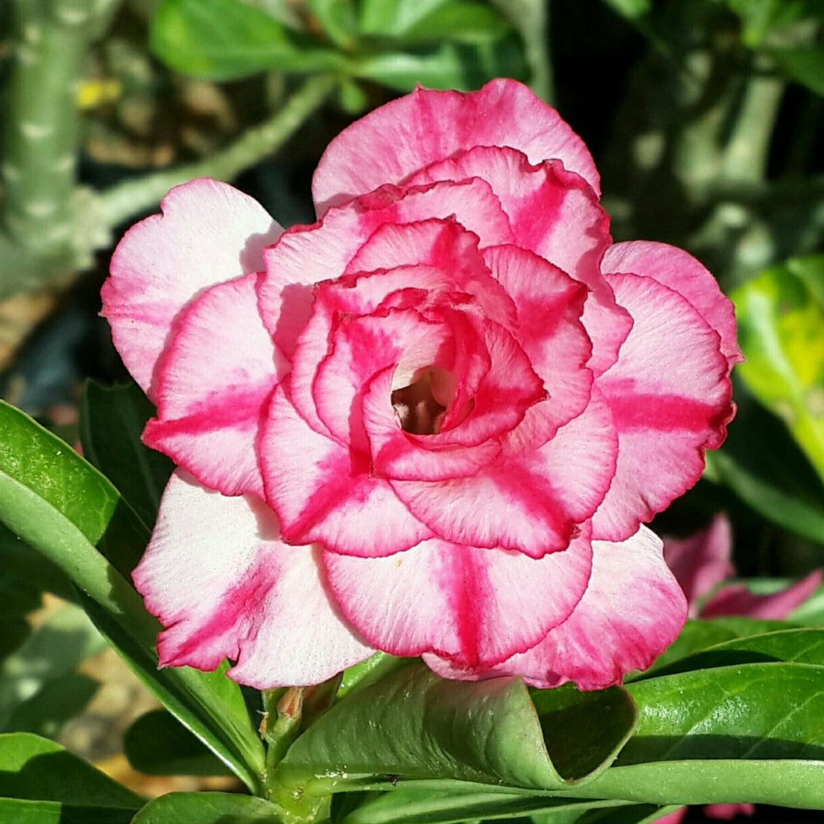 Sauin Adenium Plant-myBageecha