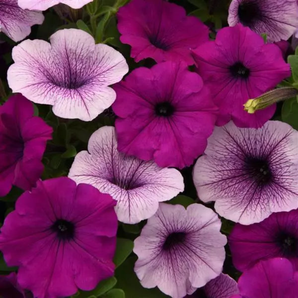 Petunia Easy Wave Mix Pl Pudding Flower Seeds – trailing blooms – myBageecha