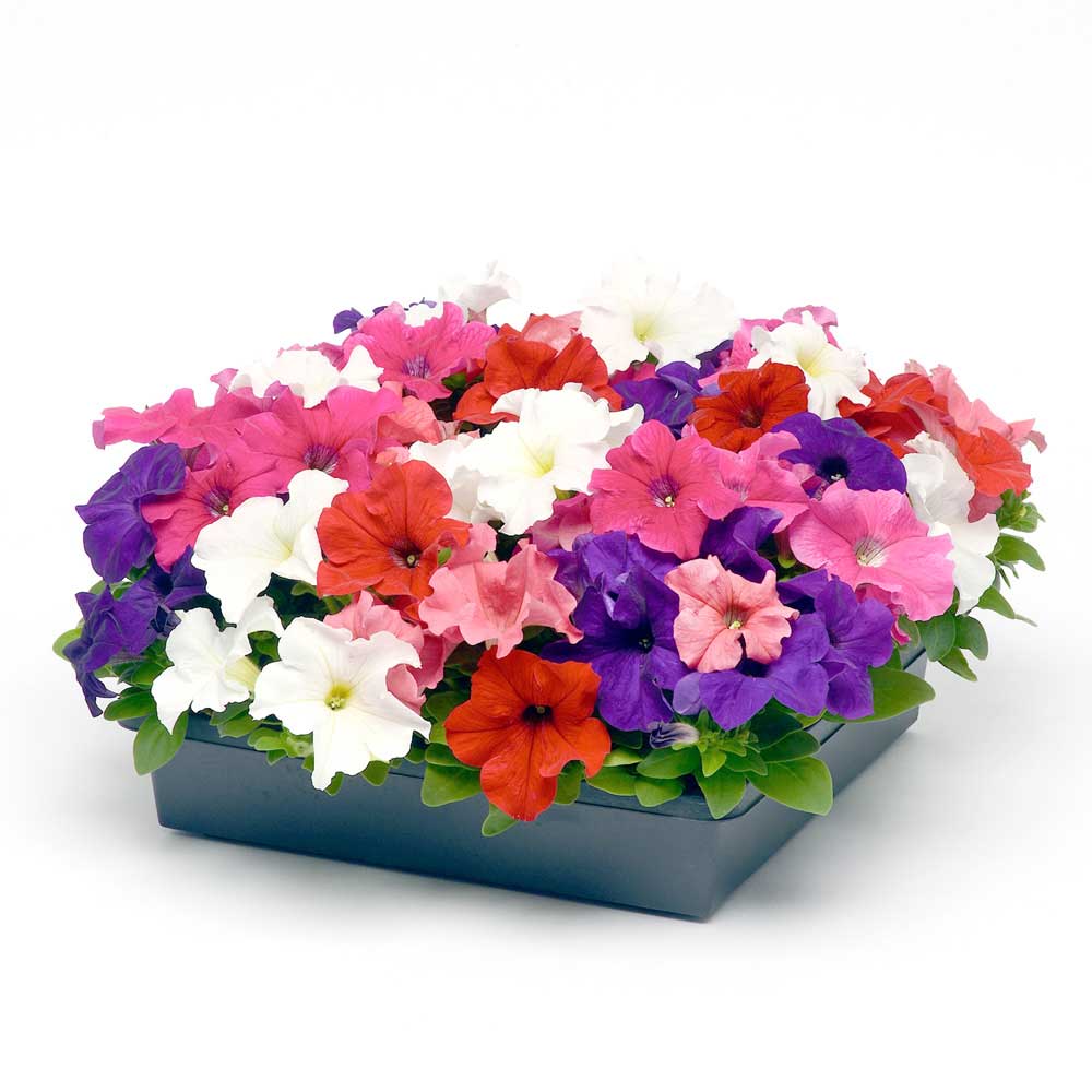 Petunia EZ Rider Mix Formula Flower Seeds – compact blooms – myBageecha