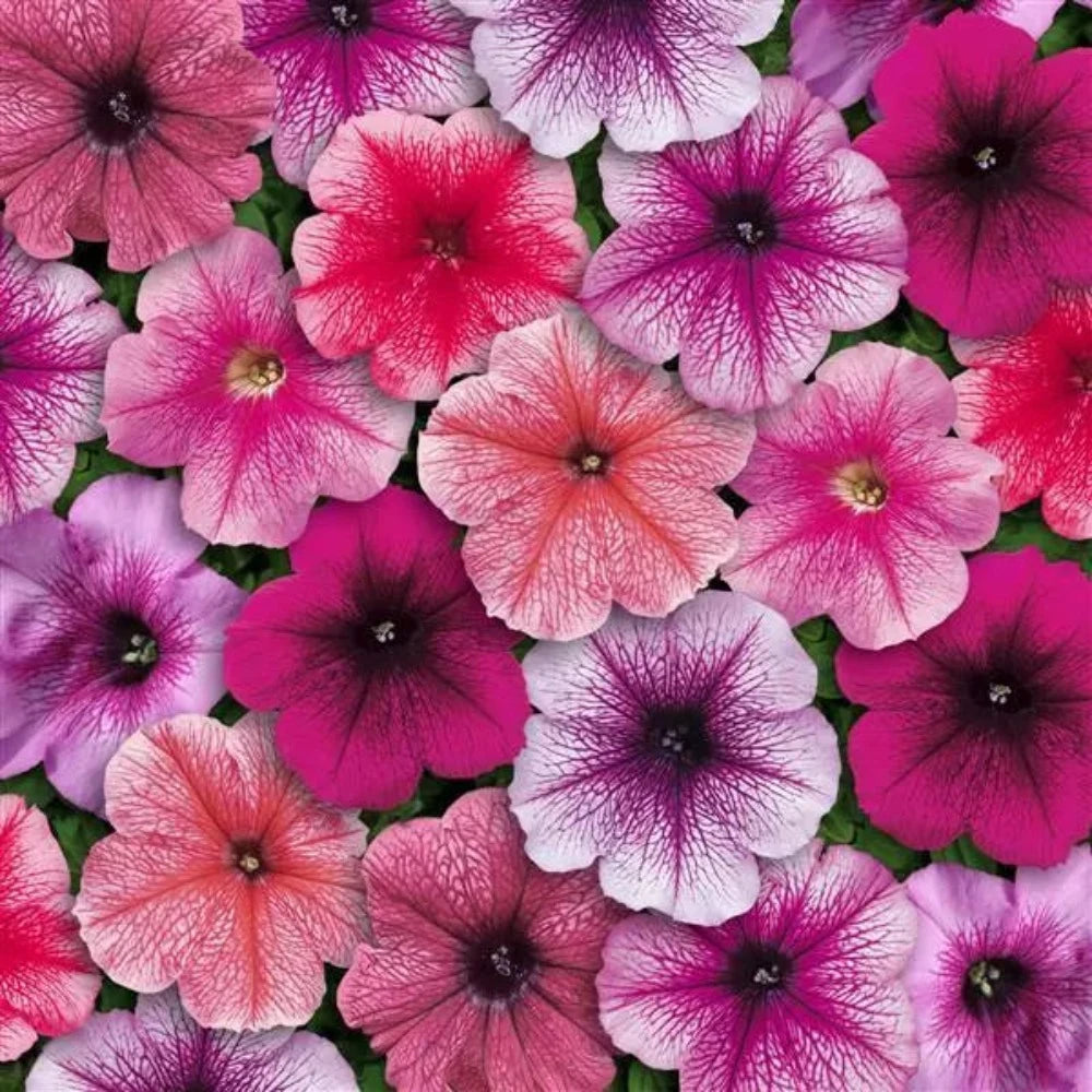 Petunia Mirage Mix Flower Seeds – mixed blooms – myBageecha
