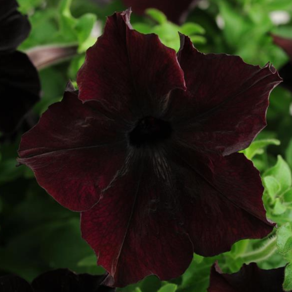 Petunia Sophistica Blackberry Flower Seeds – blackberry blooms – myBageecha