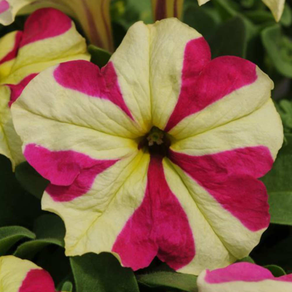 Petunia Sophistica Lime Bcol Flower Seeds – lime bicolour blooms – myBageecha